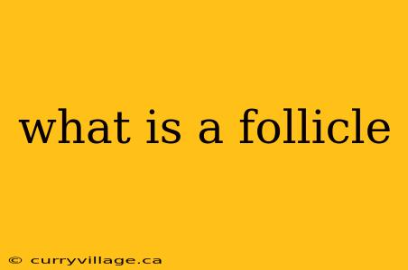 what is a follicle