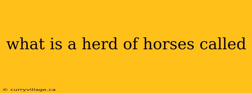what is a herd of horses called
