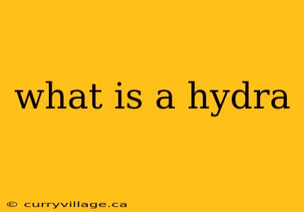 what is a hydra