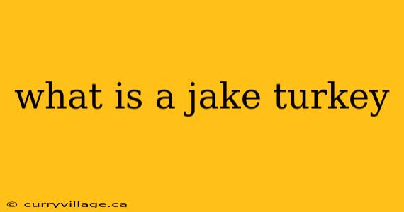 what is a jake turkey