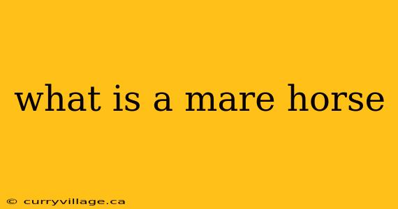 what is a mare horse
