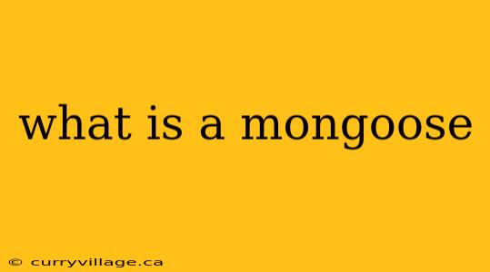 what is a mongoose