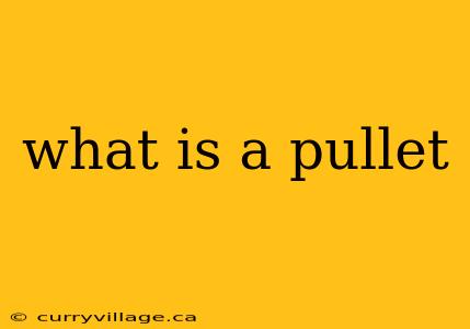 what is a pullet