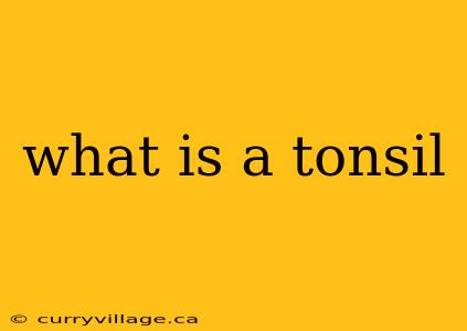 what is a tonsil