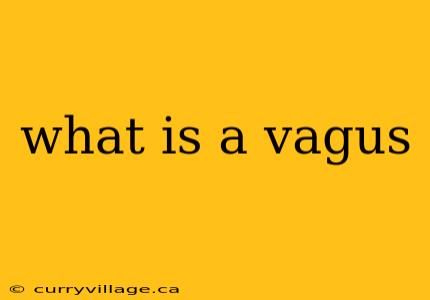 what is a vagus