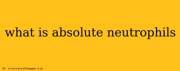 what is absolute neutrophils