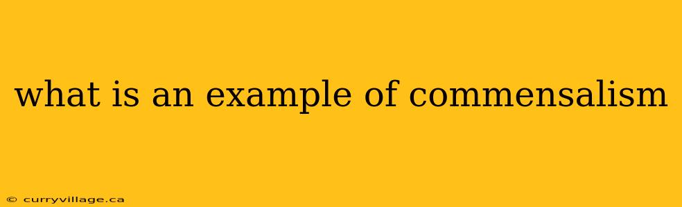 what is an example of commensalism
