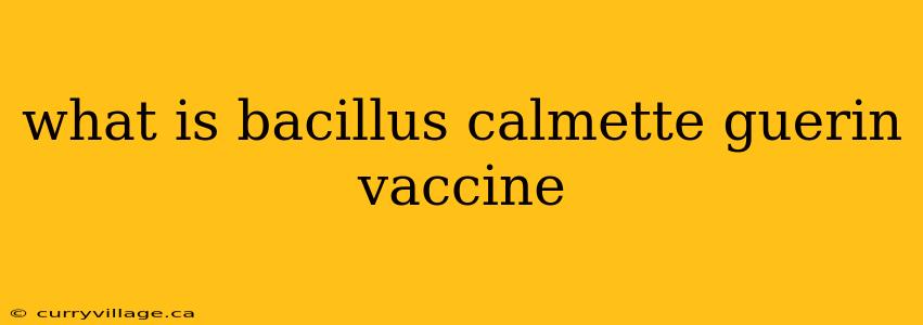 what is bacillus calmette guerin vaccine