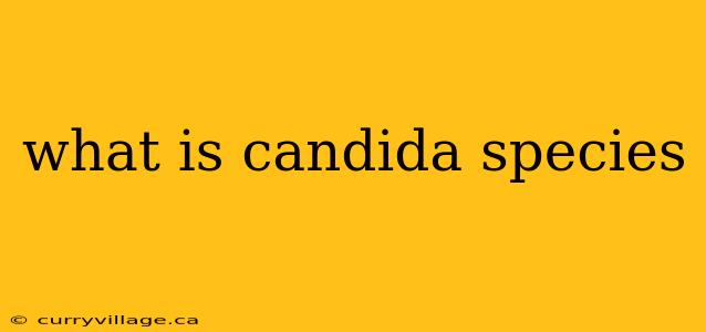 what is candida species