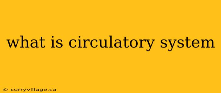 what is circulatory system