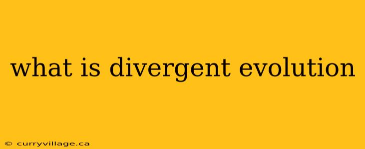 what is divergent evolution