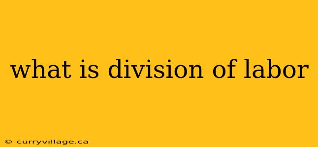 what is division of labor