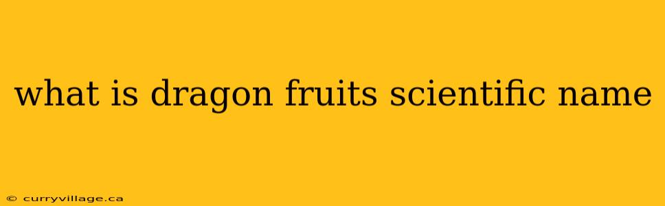 what is dragon fruits scientific name