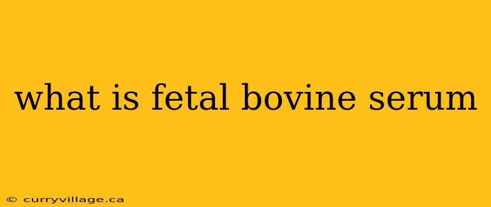 what is fetal bovine serum