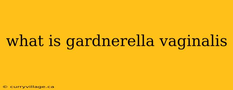 what is gardnerella vaginalis