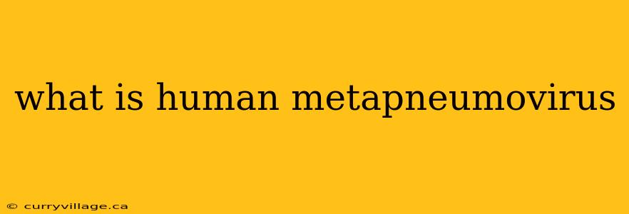 what is human metapneumovirus
