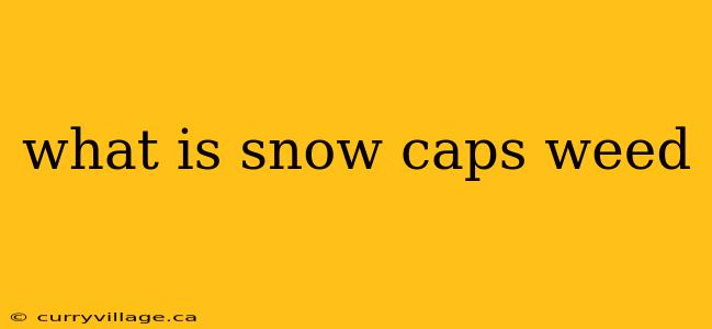 what is snow caps weed