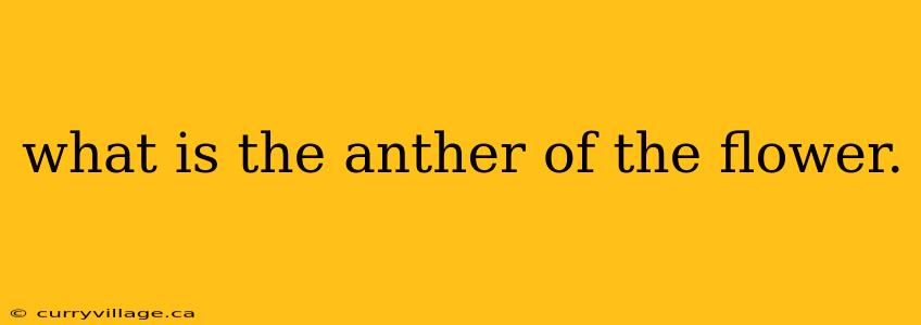 what is the anther of the flower.