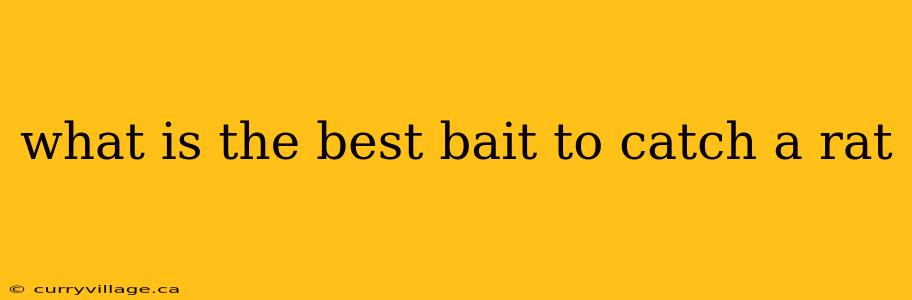 what is the best bait to catch a rat