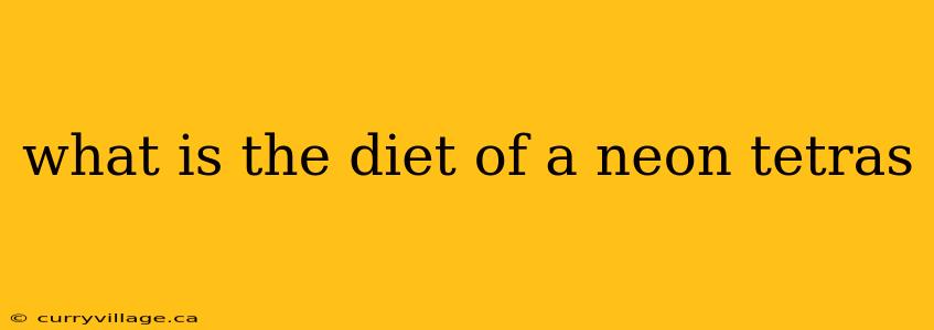 what is the diet of a neon tetras