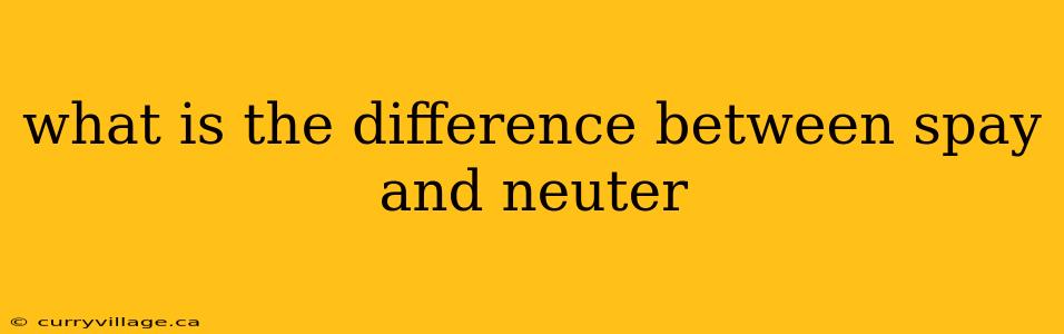 what is the difference between spay and neuter