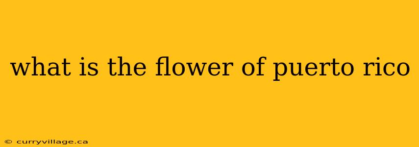 what is the flower of puerto rico
