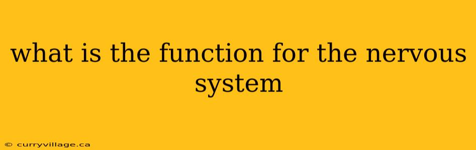 what is the function for the nervous system