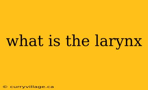 what is the larynx