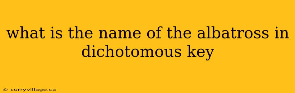 what is the name of the albatross in dichotomous key