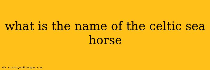 what is the name of the celtic sea horse