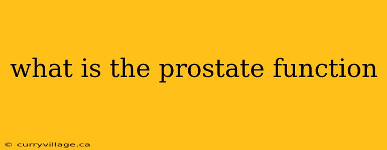 what is the prostate function