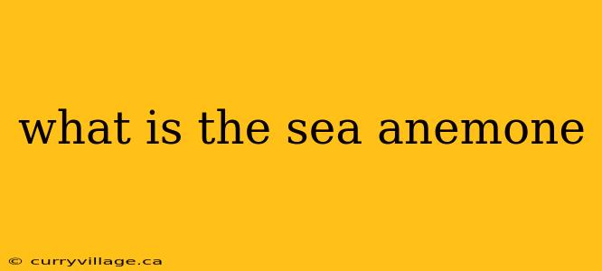 what is the sea anemone
