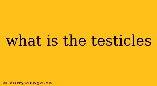 what is the testicles