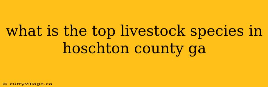 what is the top livestock species in hoschton county ga