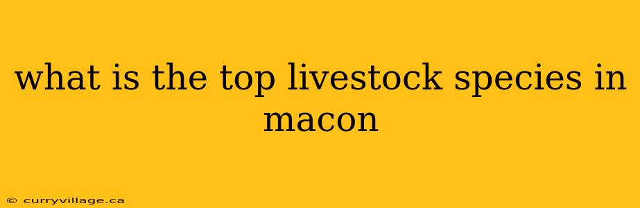 what is the top livestock species in macon