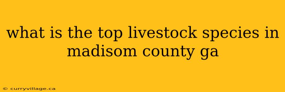 what is the top livestock species in madisom county ga