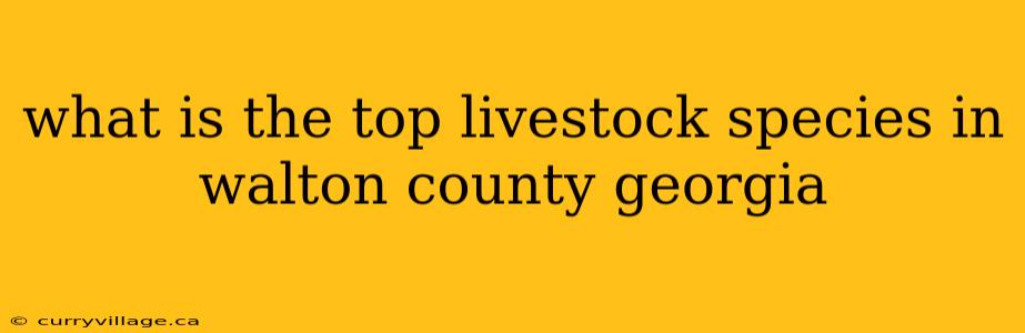 what is the top livestock species in walton county georgia