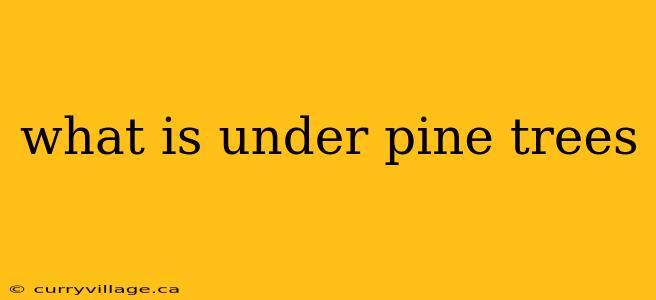 what is under pine trees