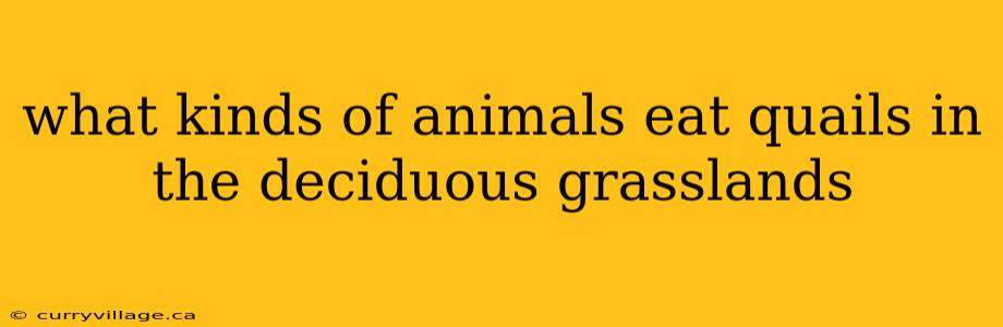 what kinds of animals eat quails in the deciduous grasslands