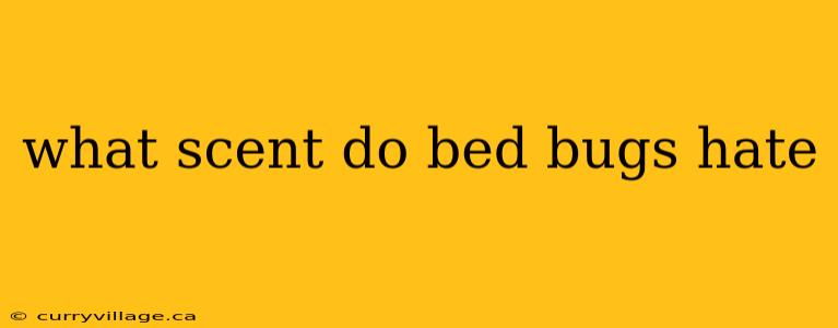 what scent do bed bugs hate
