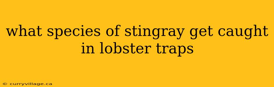 what species of stingray get caught in lobster traps