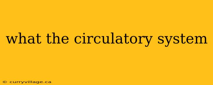 what the circulatory system