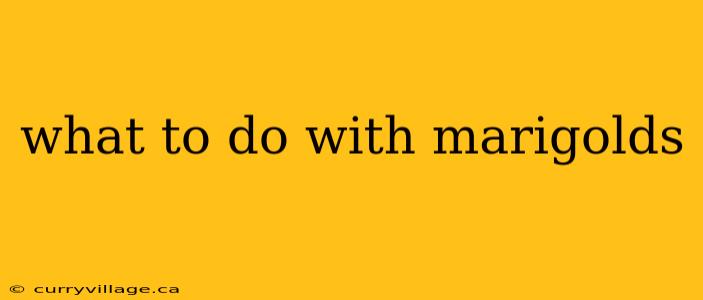 what to do with marigolds