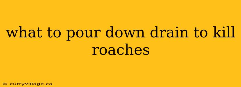 what to pour down drain to kill roaches