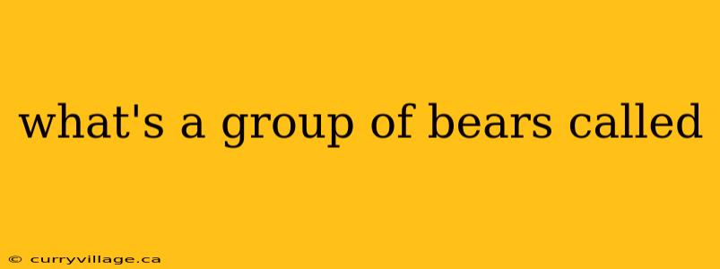 what's a group of bears called