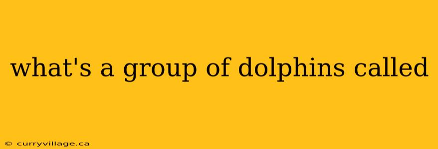 what's a group of dolphins called