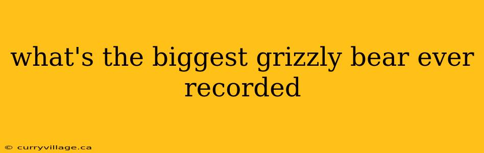 what's the biggest grizzly bear ever recorded