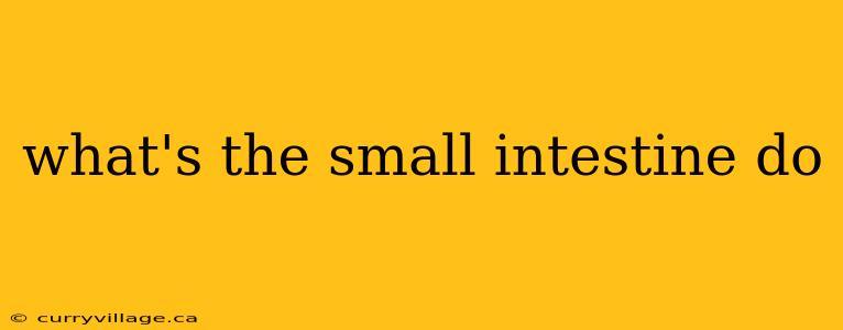 what's the small intestine do