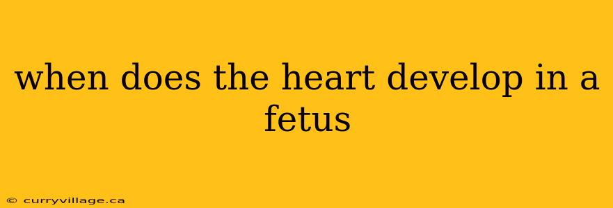 when does the heart develop in a fetus