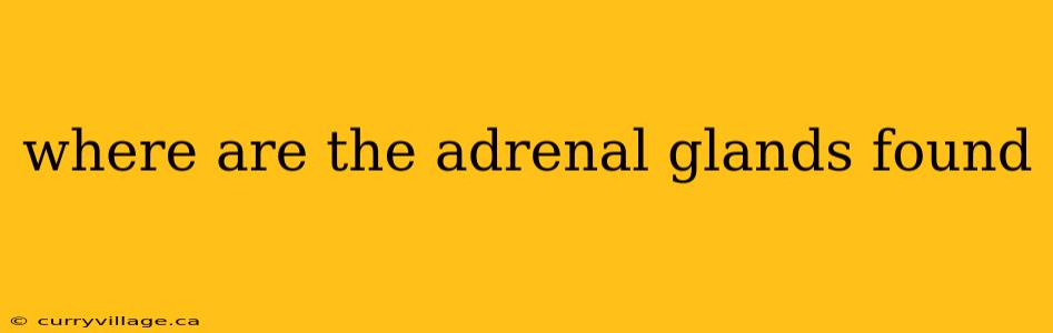 where are the adrenal glands found